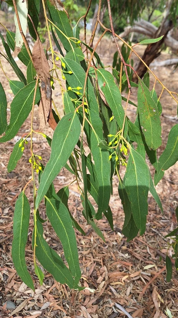 Eucalyptus Leucoxylon