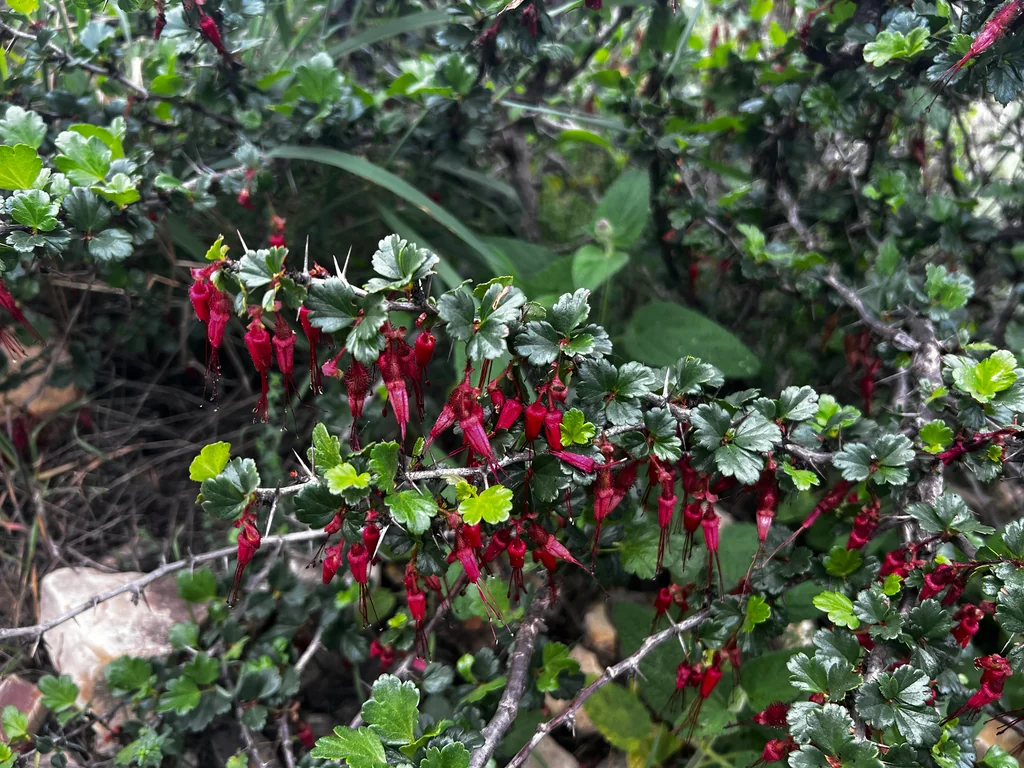 Ribes Speciosum
