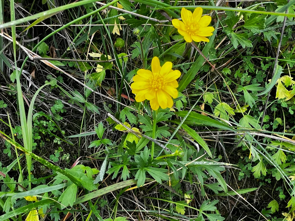 Ranunculus Californicus