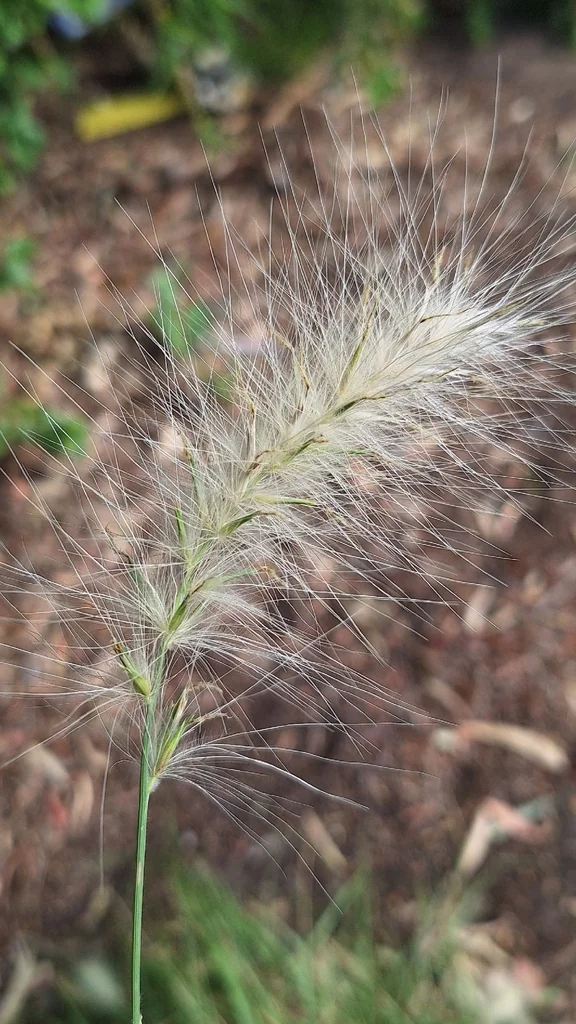 Pennisetum Villosum