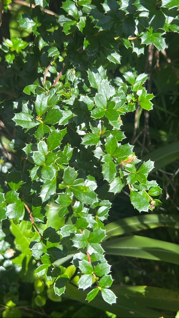 Berberis Darwinii