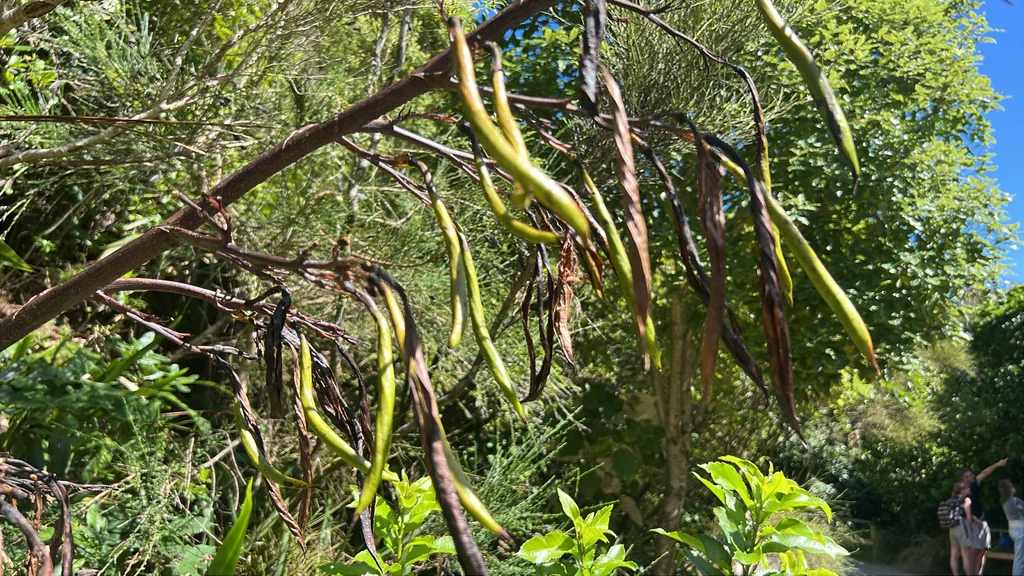 Phormium Cookianum