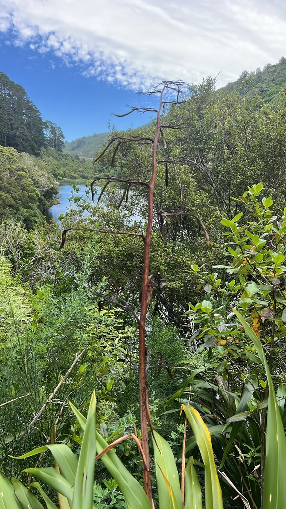 Phormium Cookianum