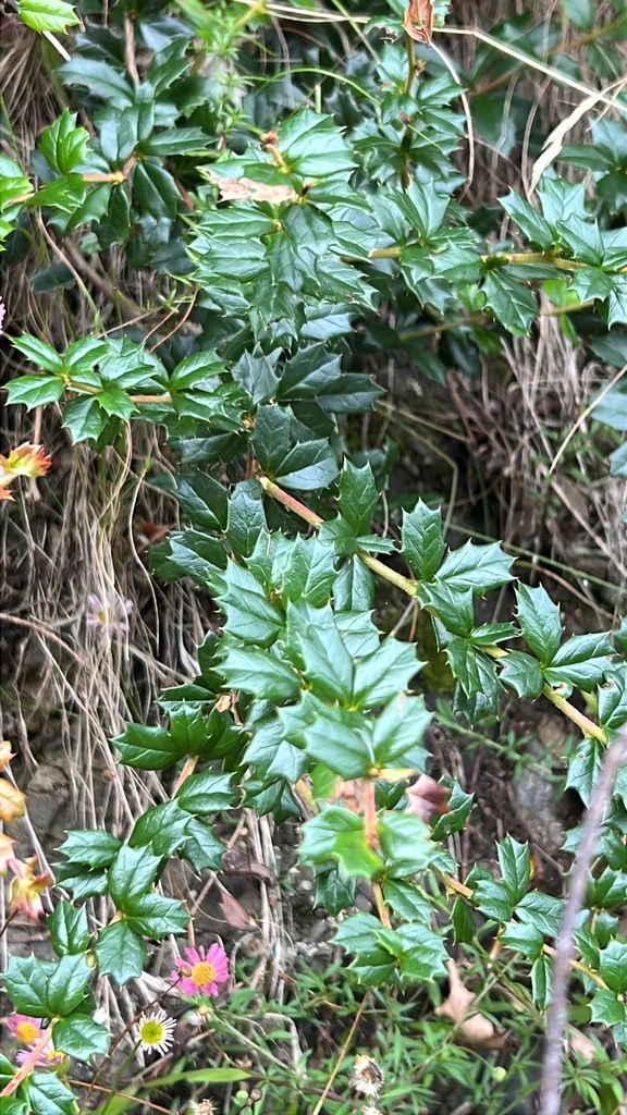 Berberis Darwinii