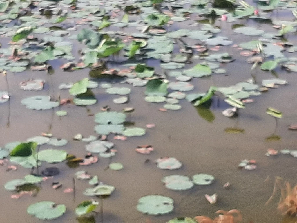 Nelumbo Nucifera