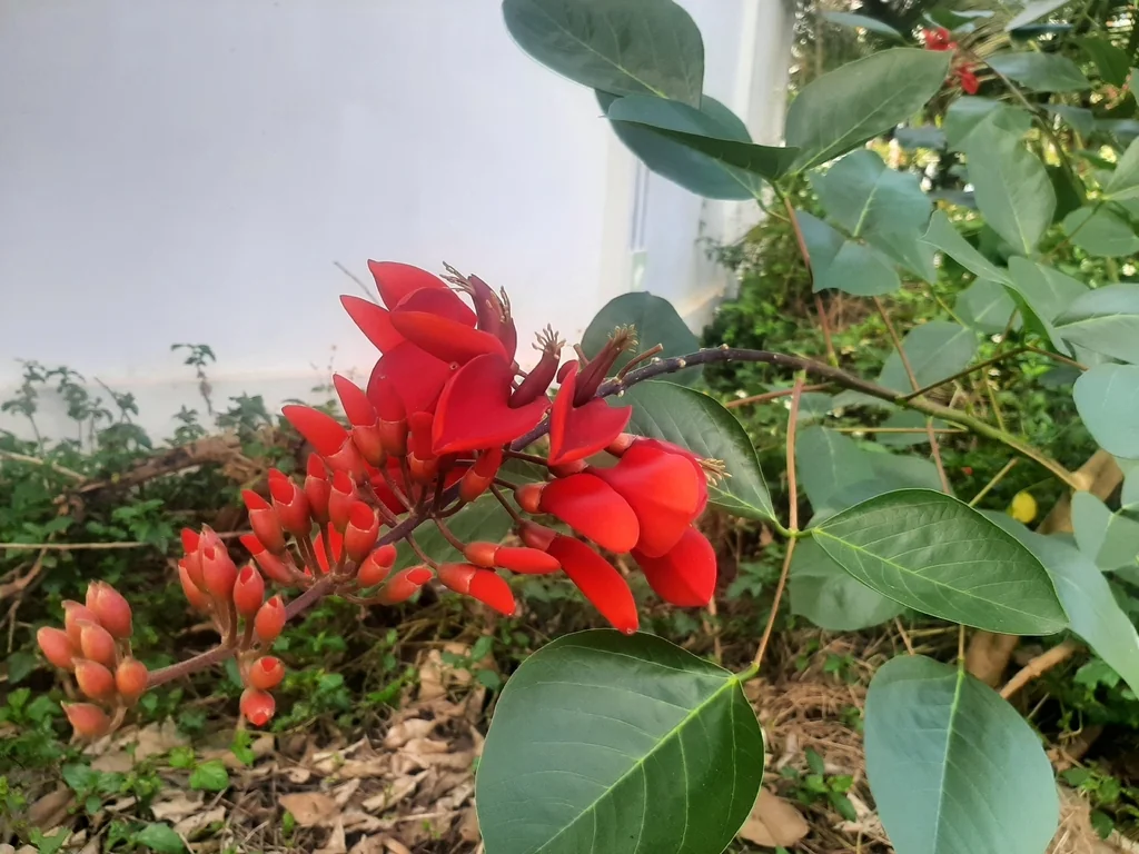 Erythrina Crista-Galli