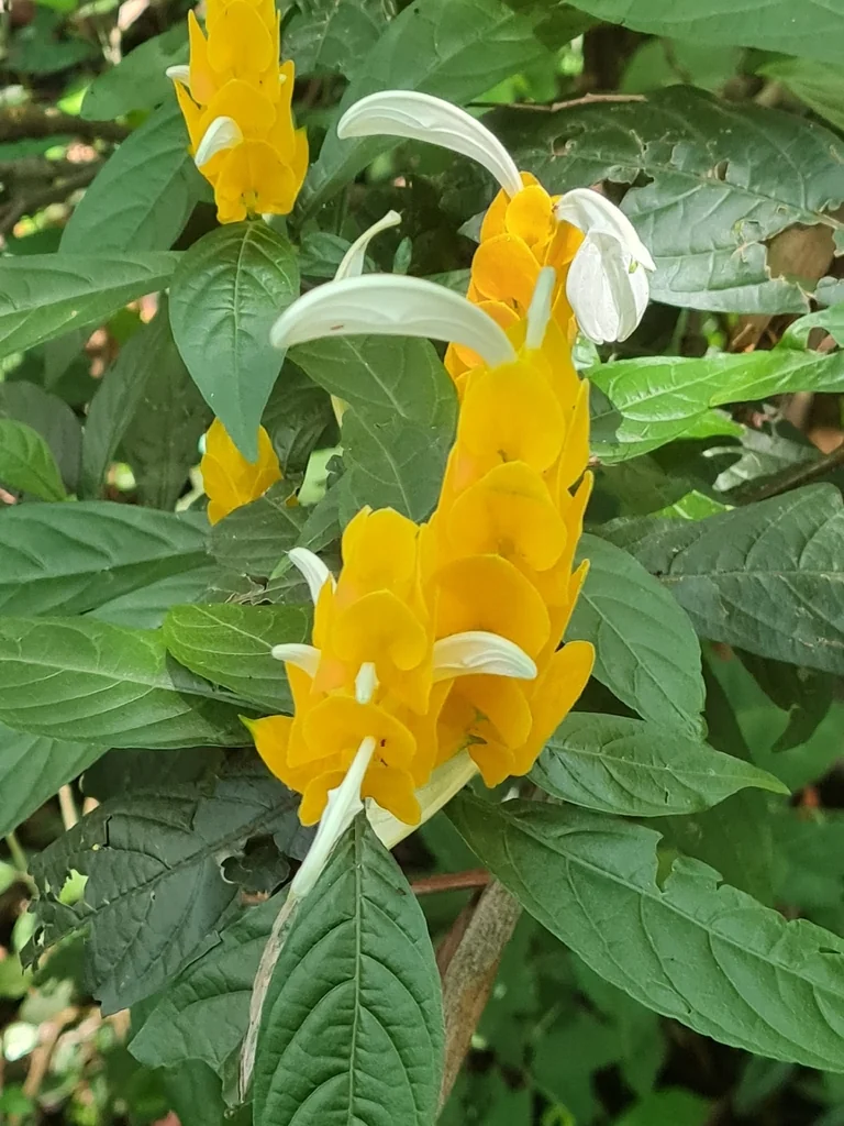 Pachystachys Lutea