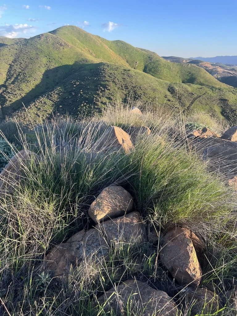 Muhlenbergia Rigens