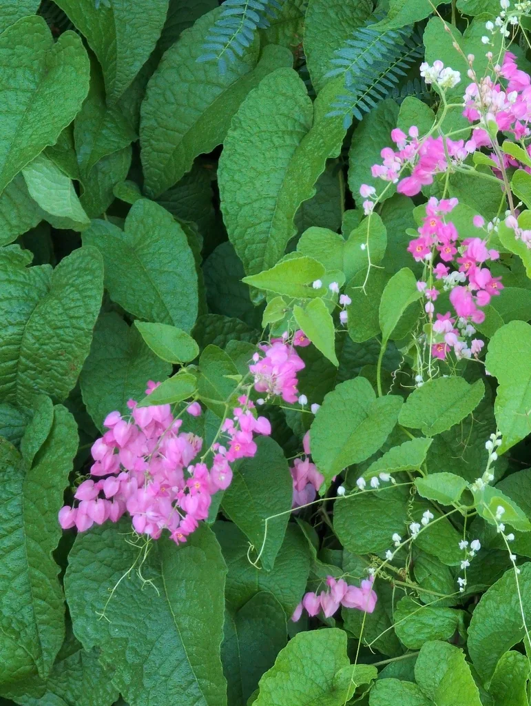 Antigonon Leptopus