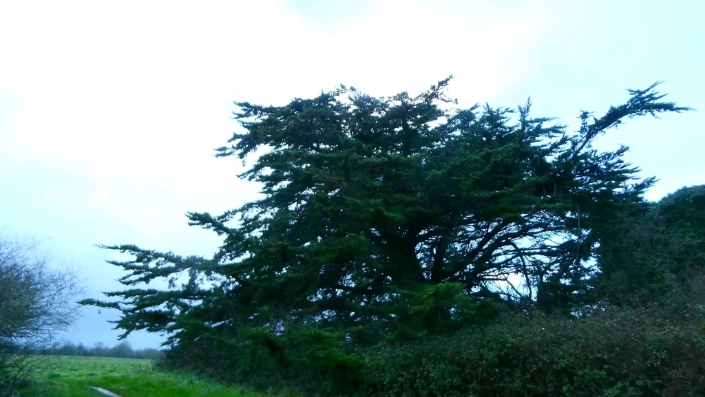 Cupressus Macrocarpa