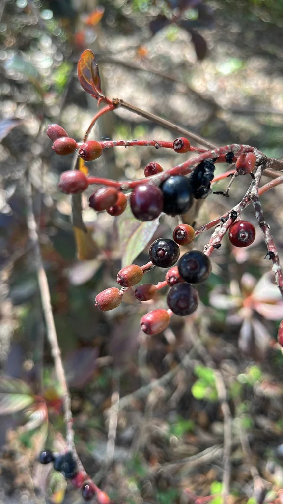 Hamelia patens