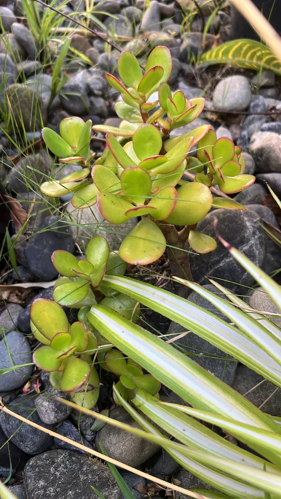 Crassula Ovata