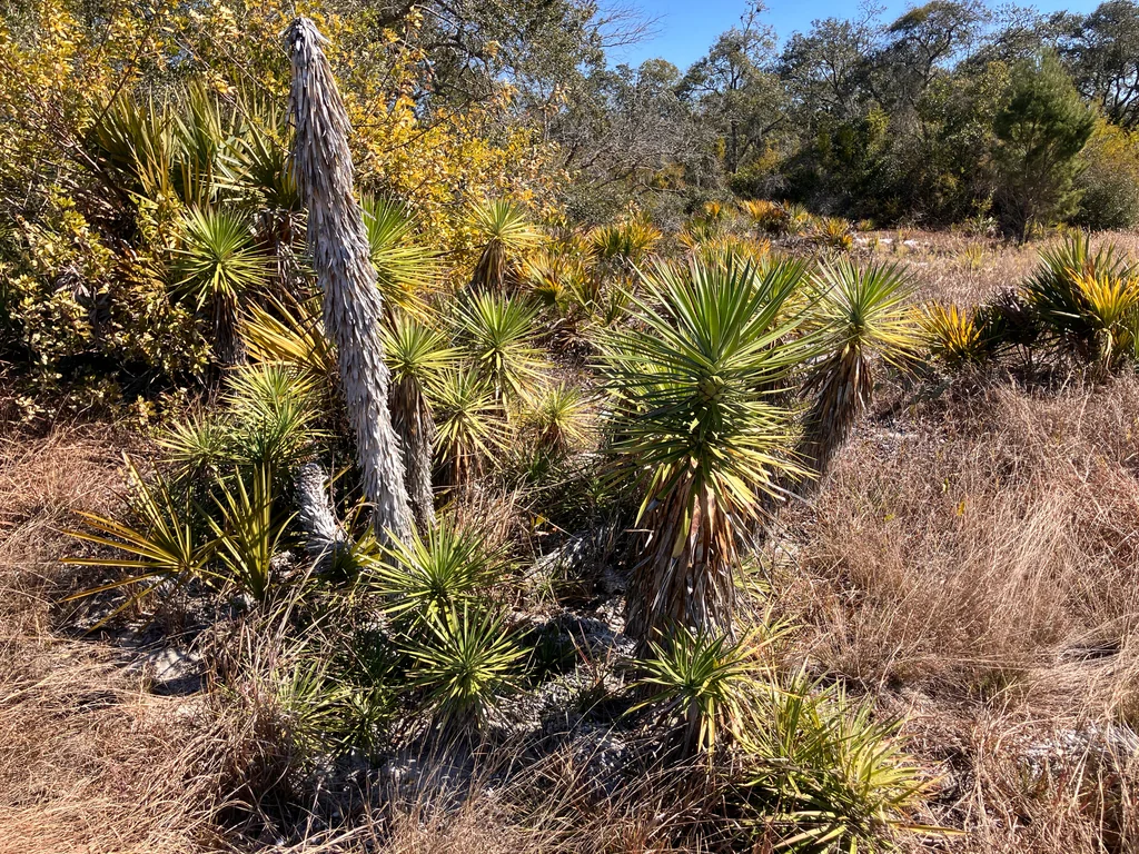 Yucca Aloifolia