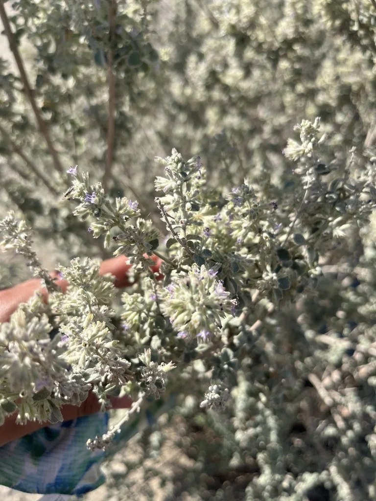 Hyptis Emoryi