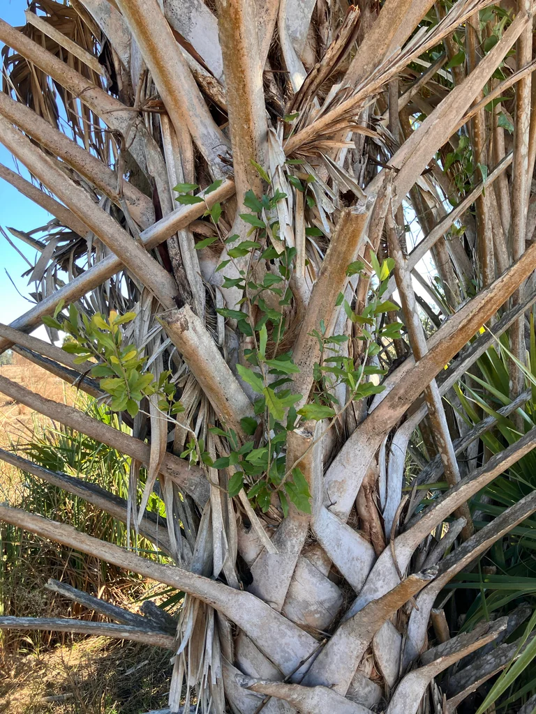 Quercus Virginiana