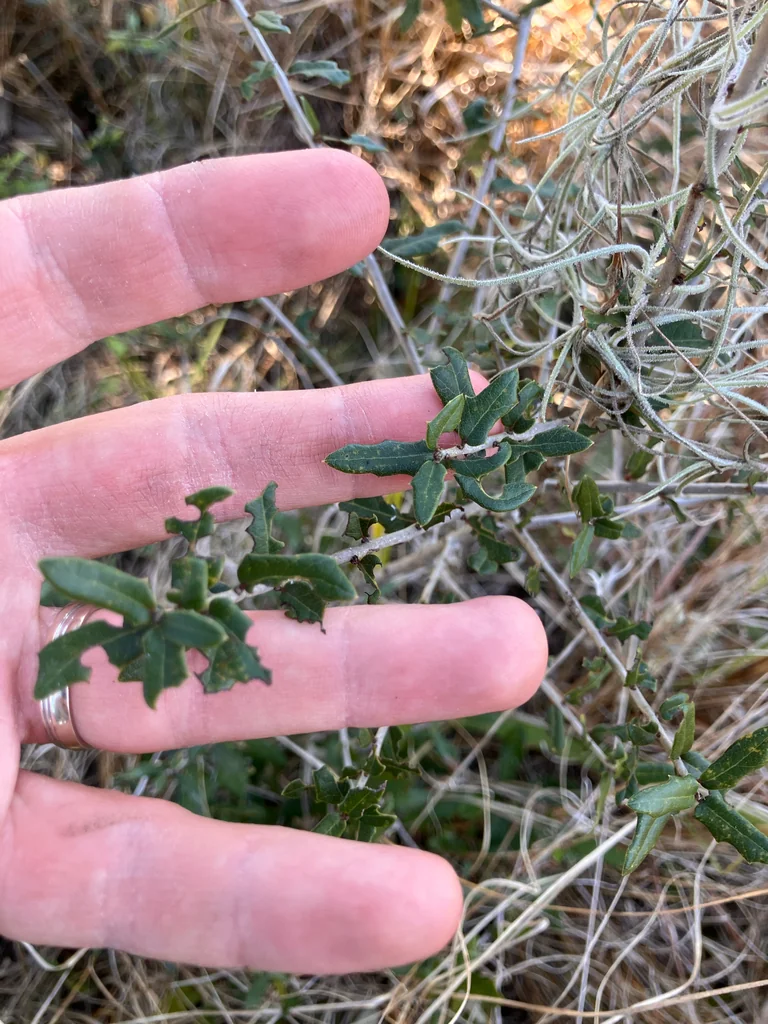 Quercus Virginiana