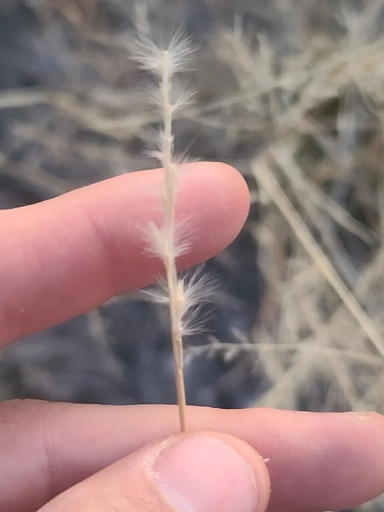 Bothriochloa Barbinodis