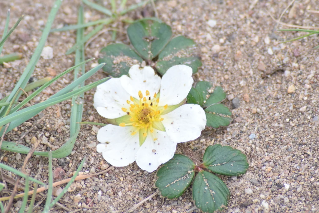Fragaria chiloensis
