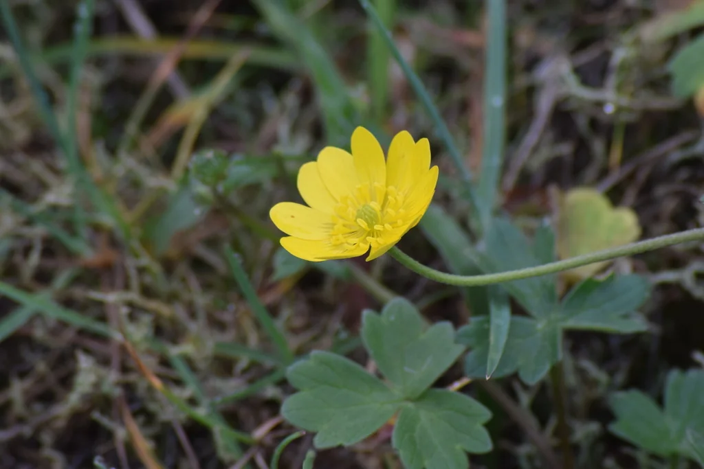 Ranunculus Californicus