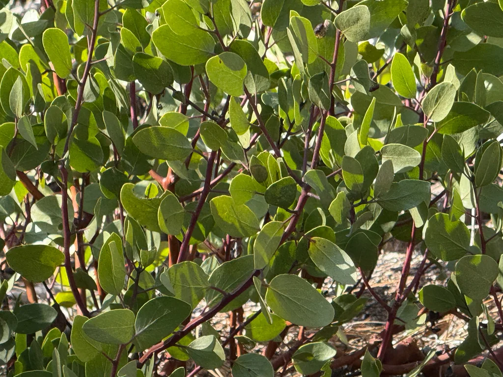 Arctostaphylos Patula