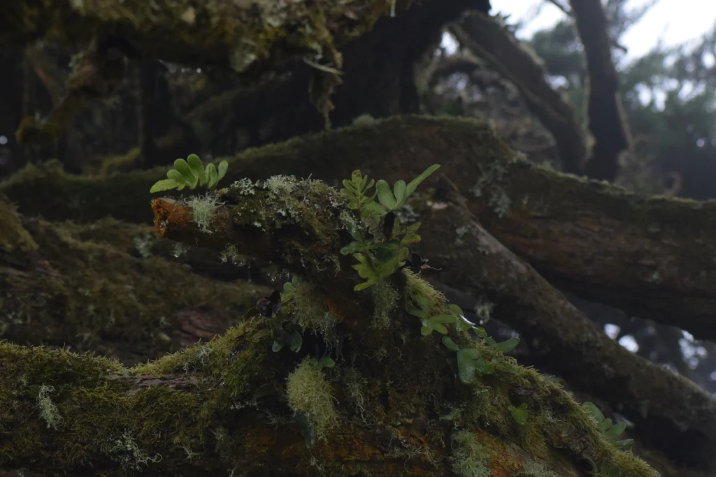 Polypodium Scouleri