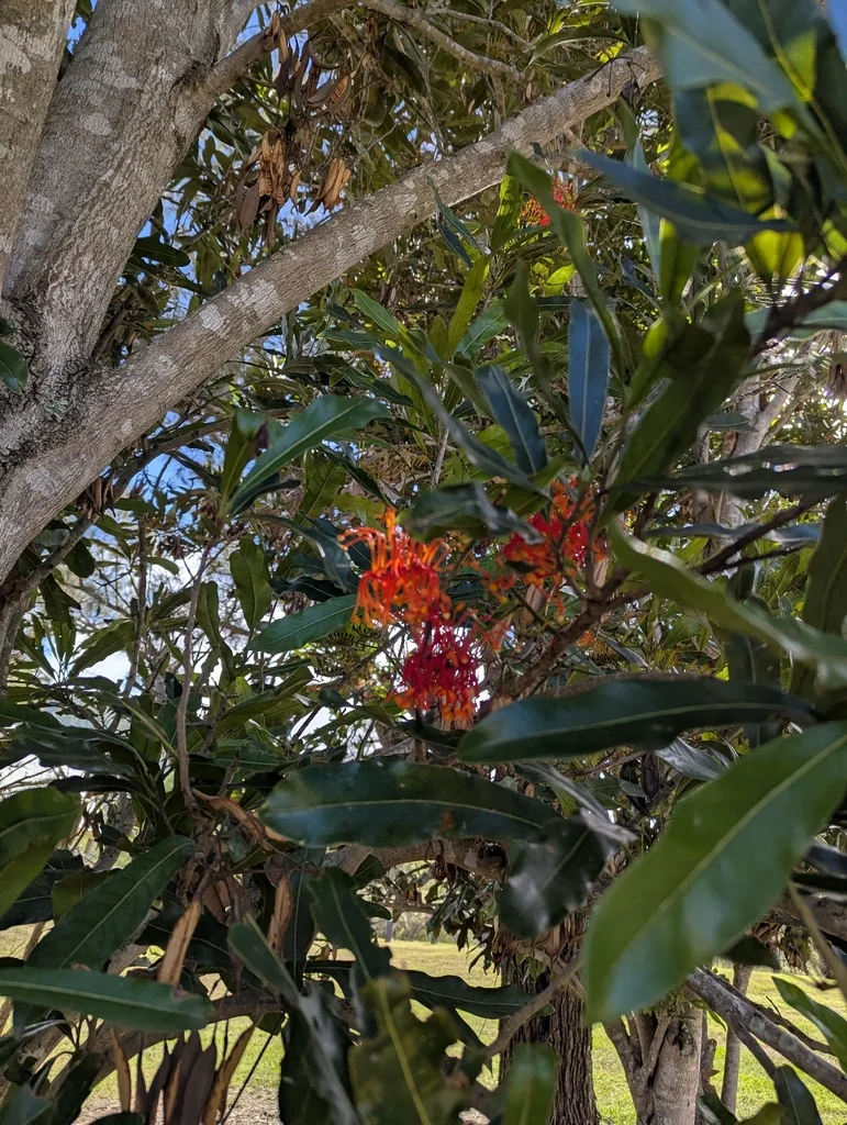 Stenocarpus Sinuatus