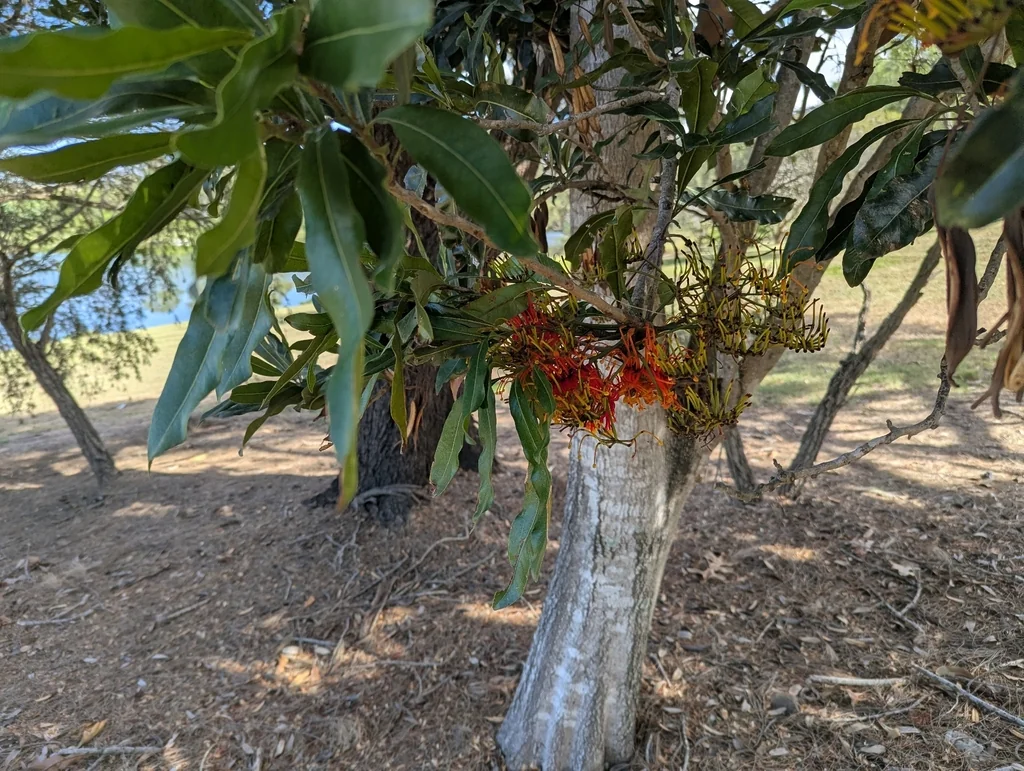 Stenocarpus Sinuatus