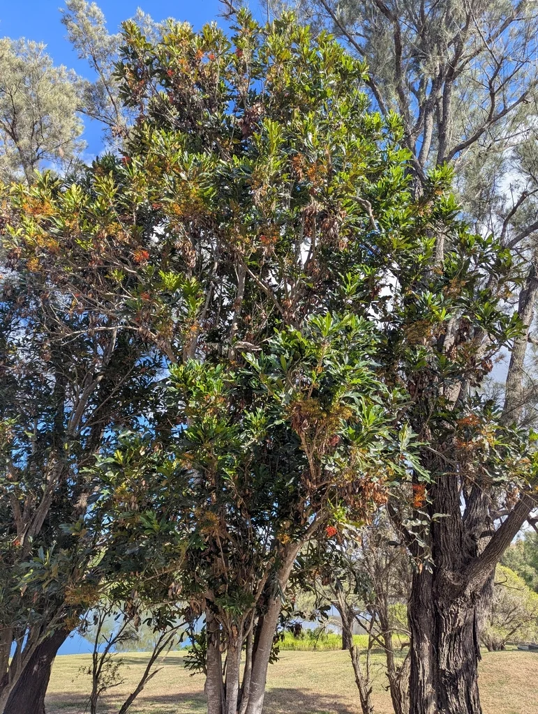 Stenocarpus Sinuatus