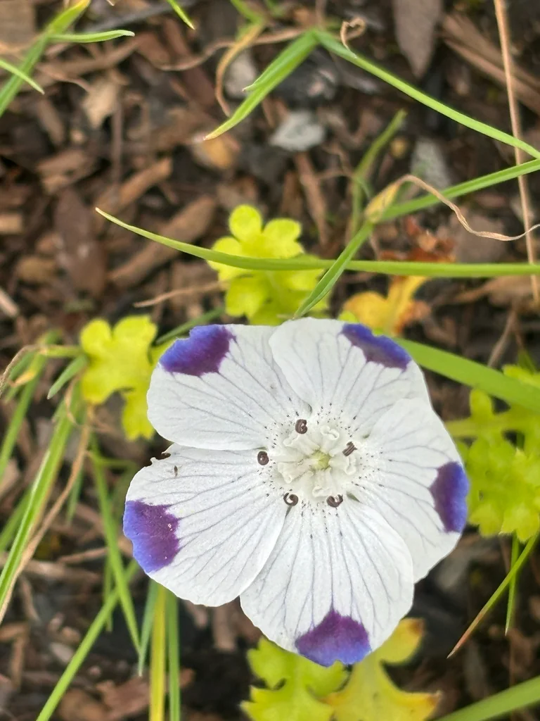 Nemophila Maculata