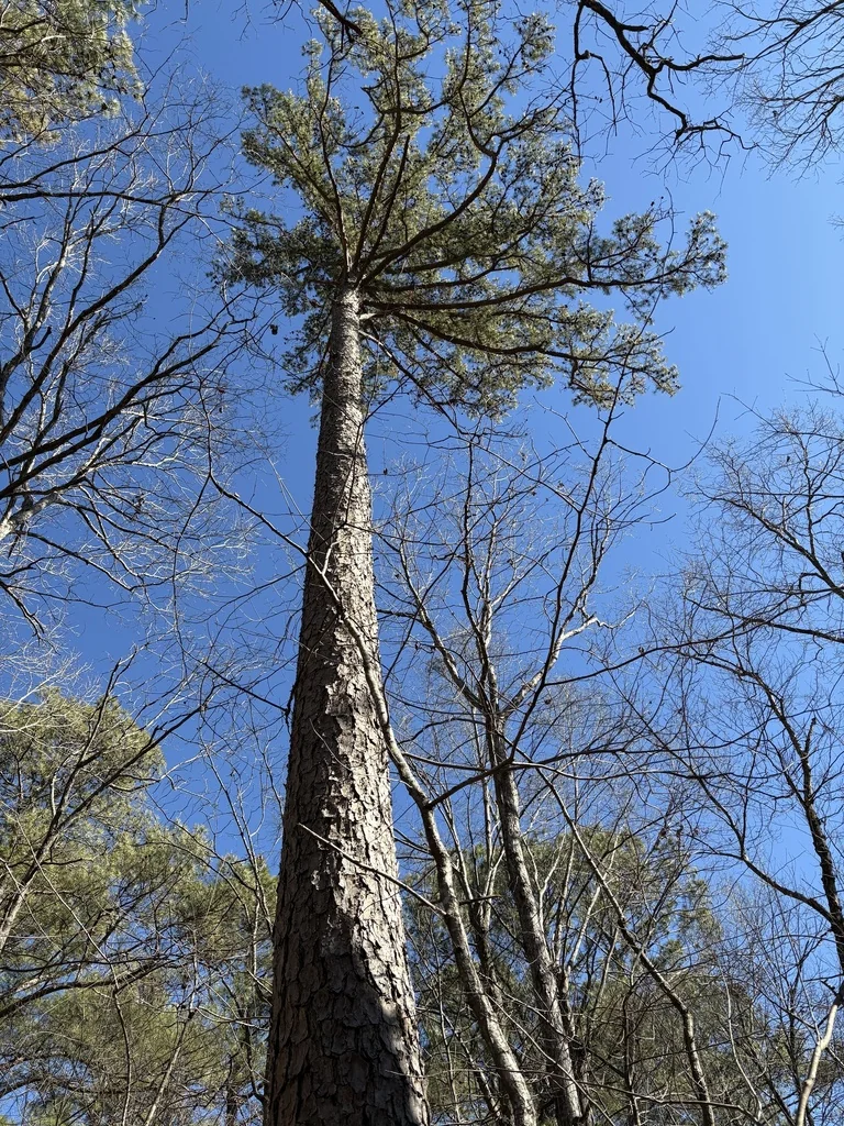 Pinus Echinata