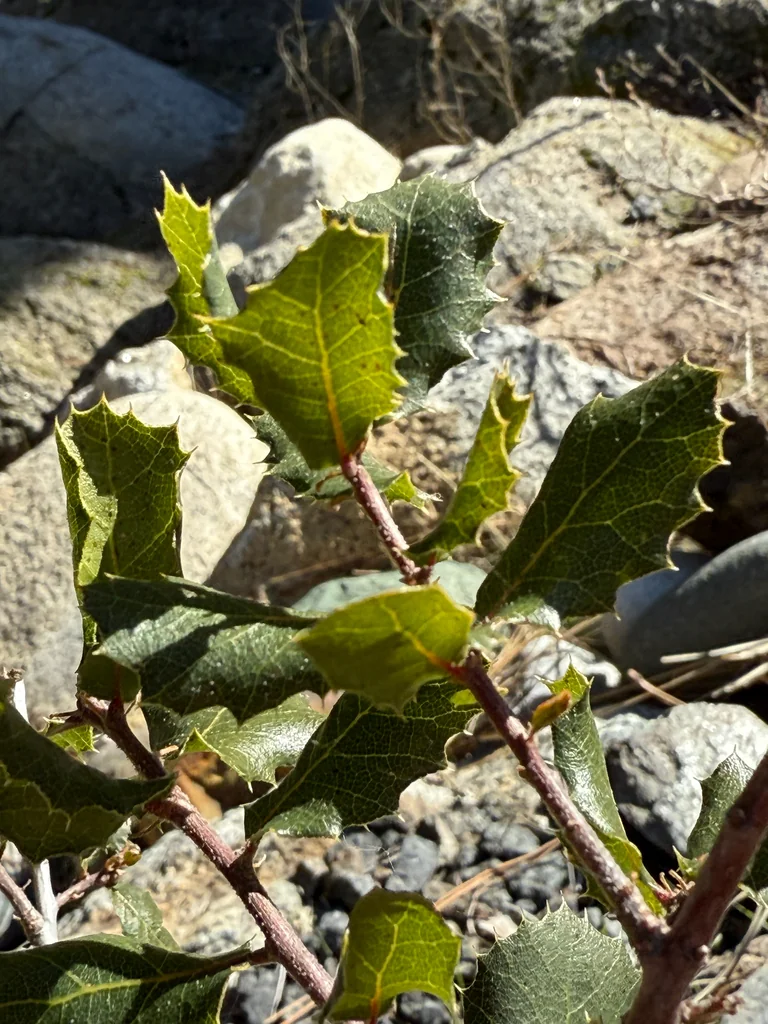 Quercus Wislizenii