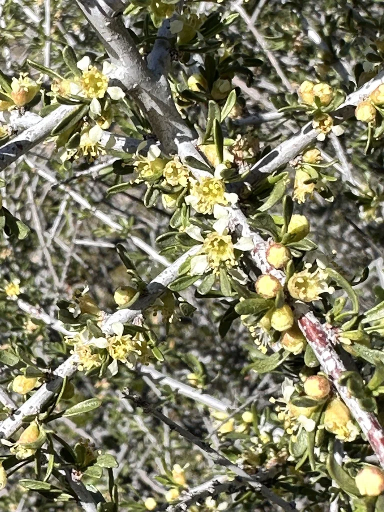 Prunus Fasciculata
