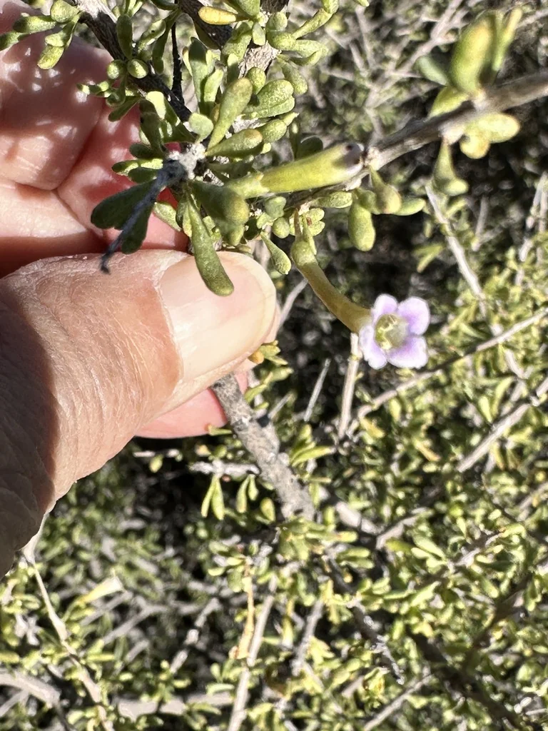 Lycium Andersonii