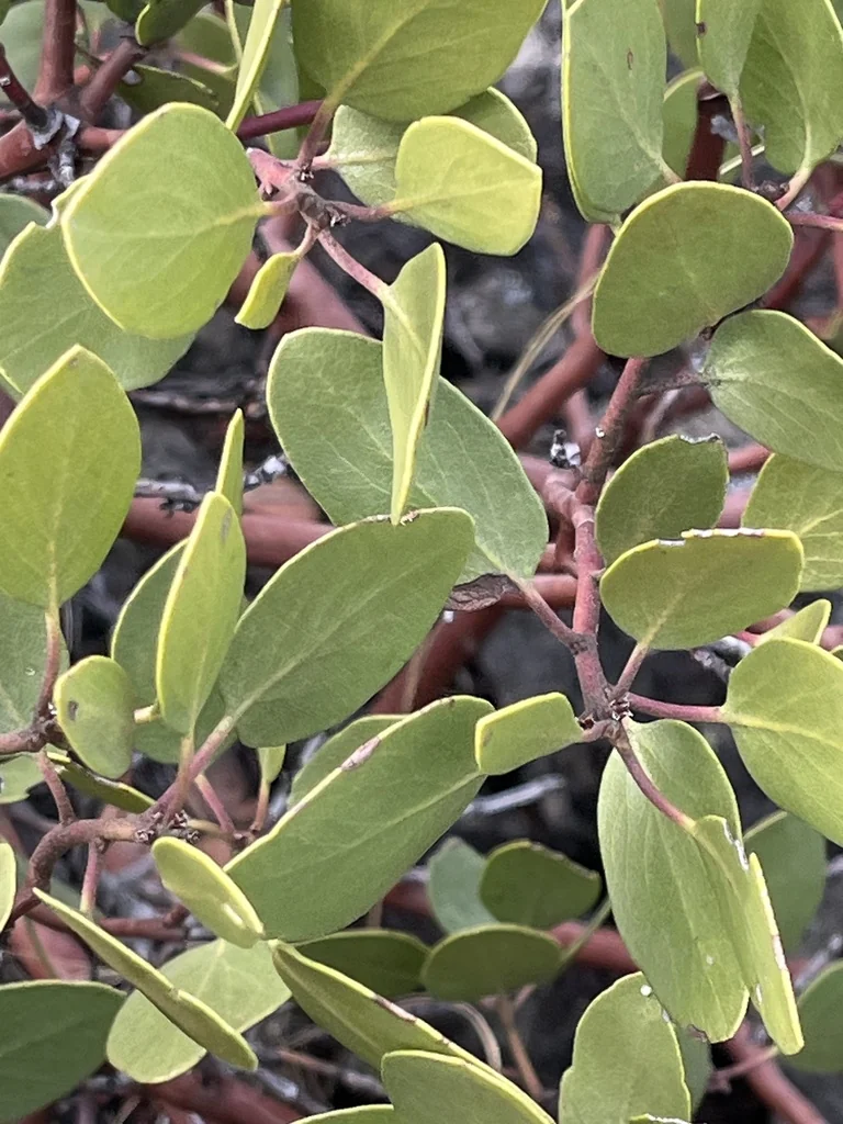 Arctostaphylos Patula