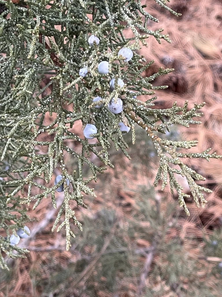 Juniperus Occidentalis