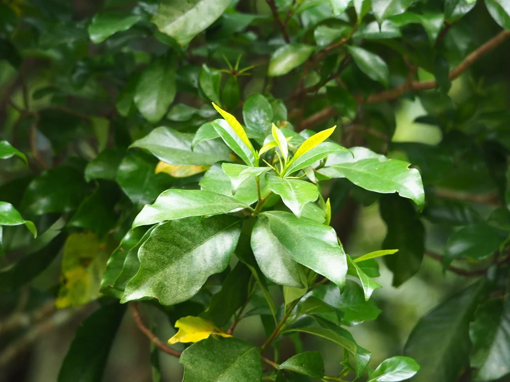 Gardenia Jasminoides