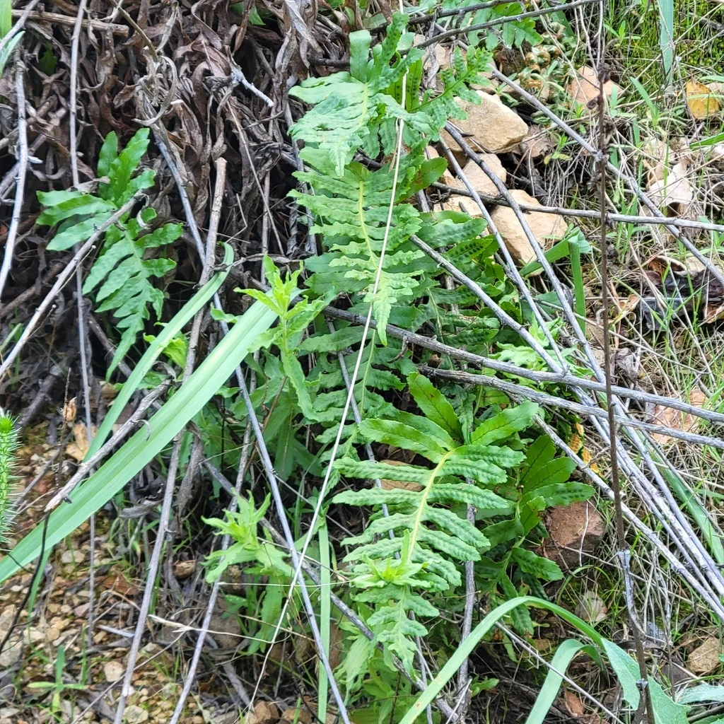 Polypodium Californicum