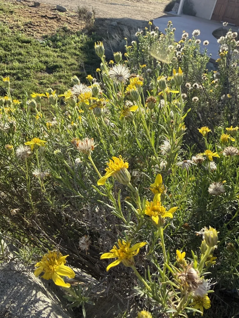 Ericameria Linearifolia
