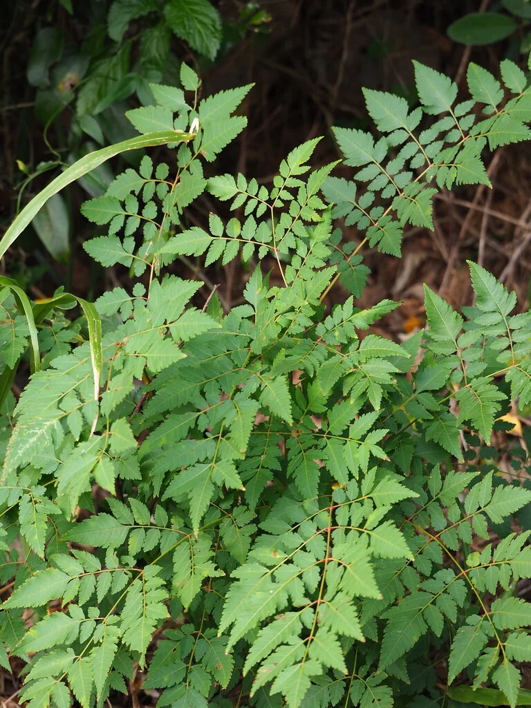 Koelreuteria Elegans