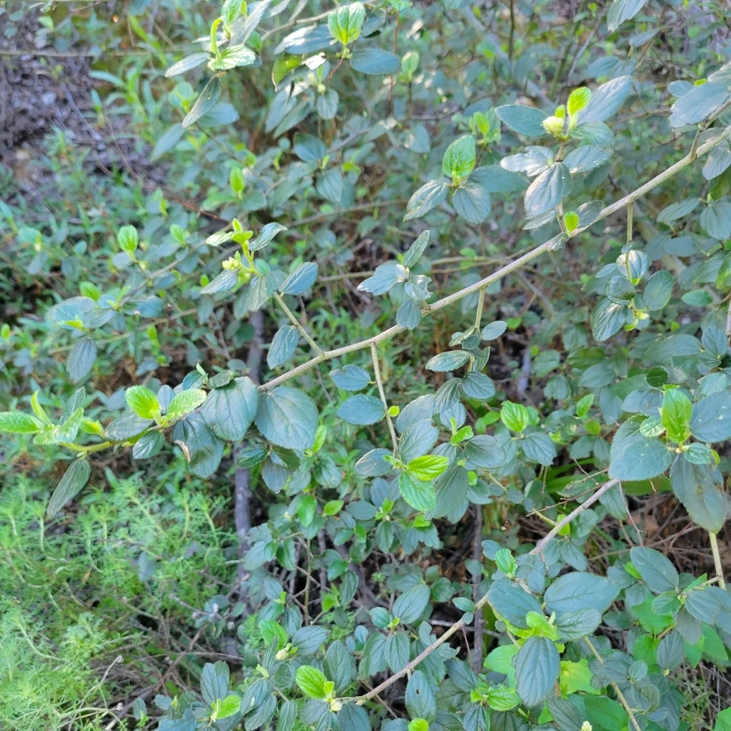 Ceanothus Oliganthus