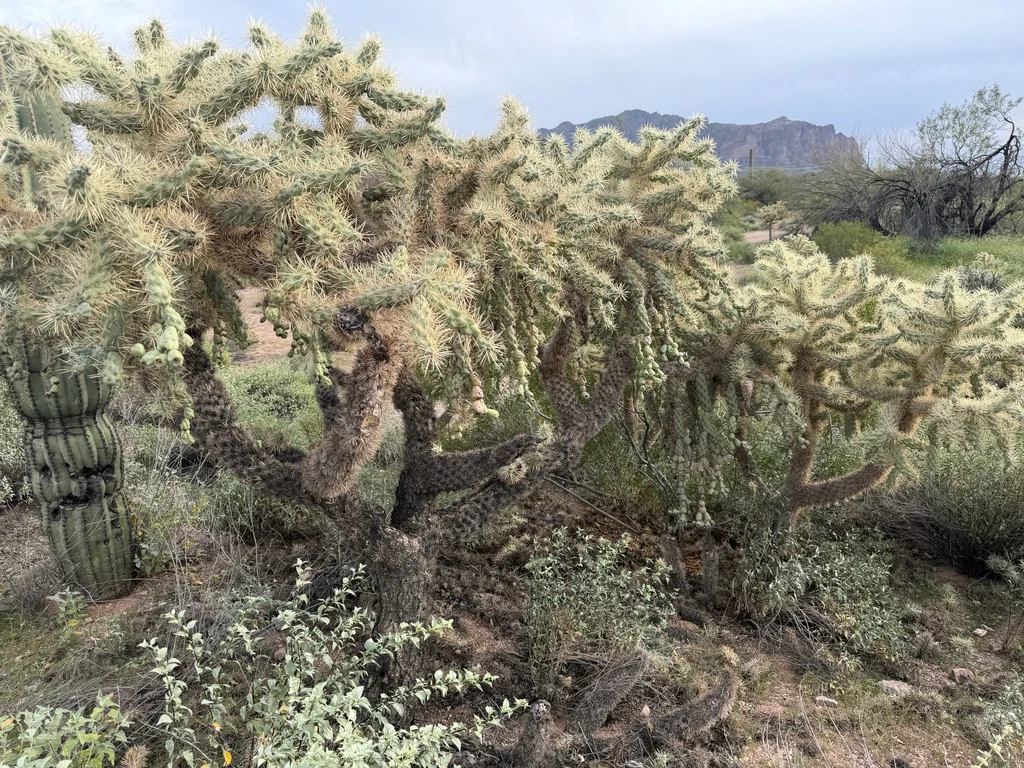 Opuntia Fulgida
