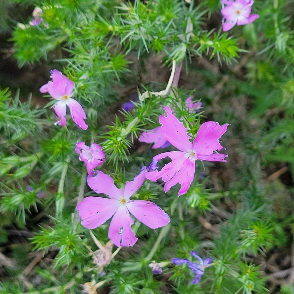 Linanthus Californicus