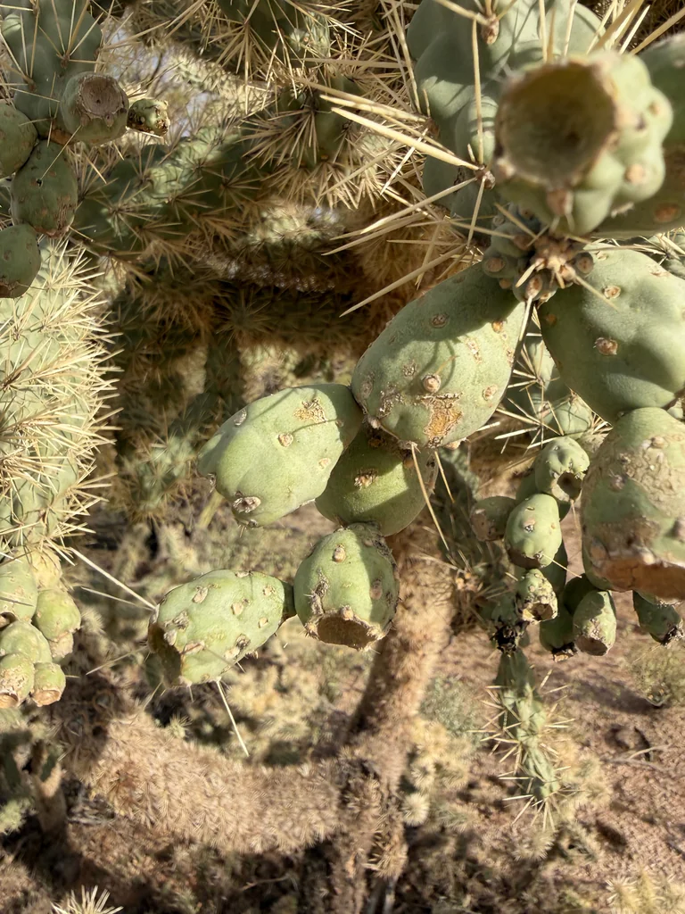 Opuntia Fulgida