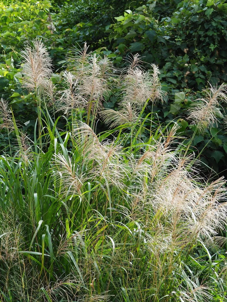 Miscanthus Transmorrisonensis