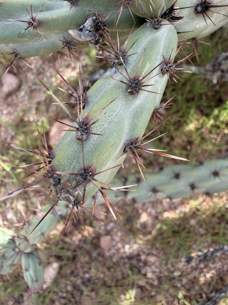 Cylindropuntia Acanthocarpa