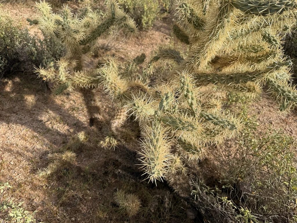 Opuntia Fulgida