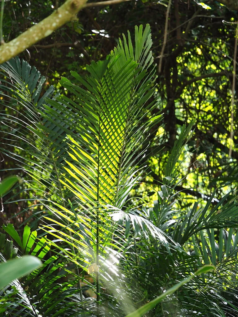 Arenga Engleri