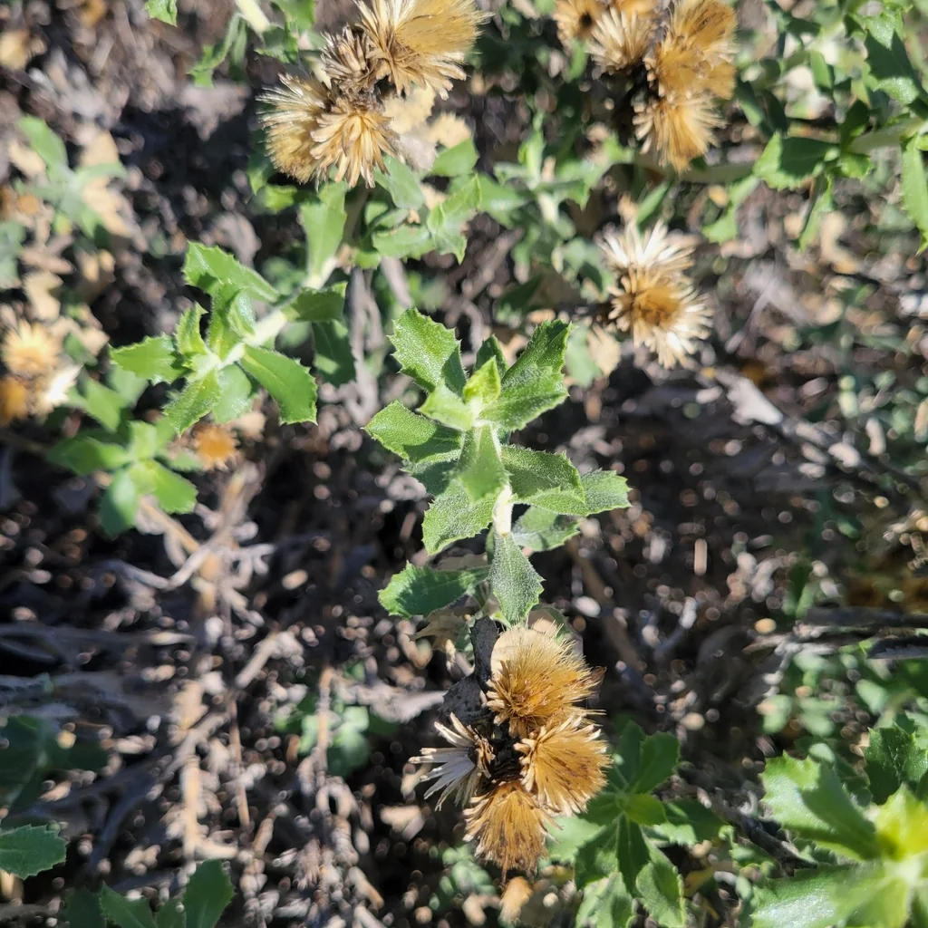 Hazardia squarrosa