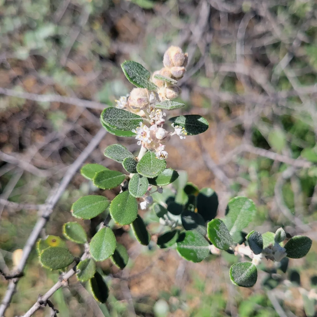 Ceanothus Crassifolius