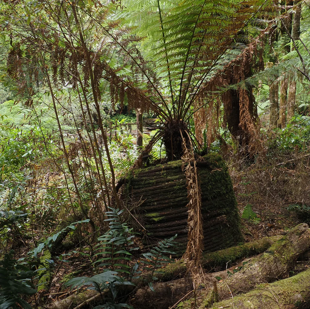 Dicksonia Antarctica